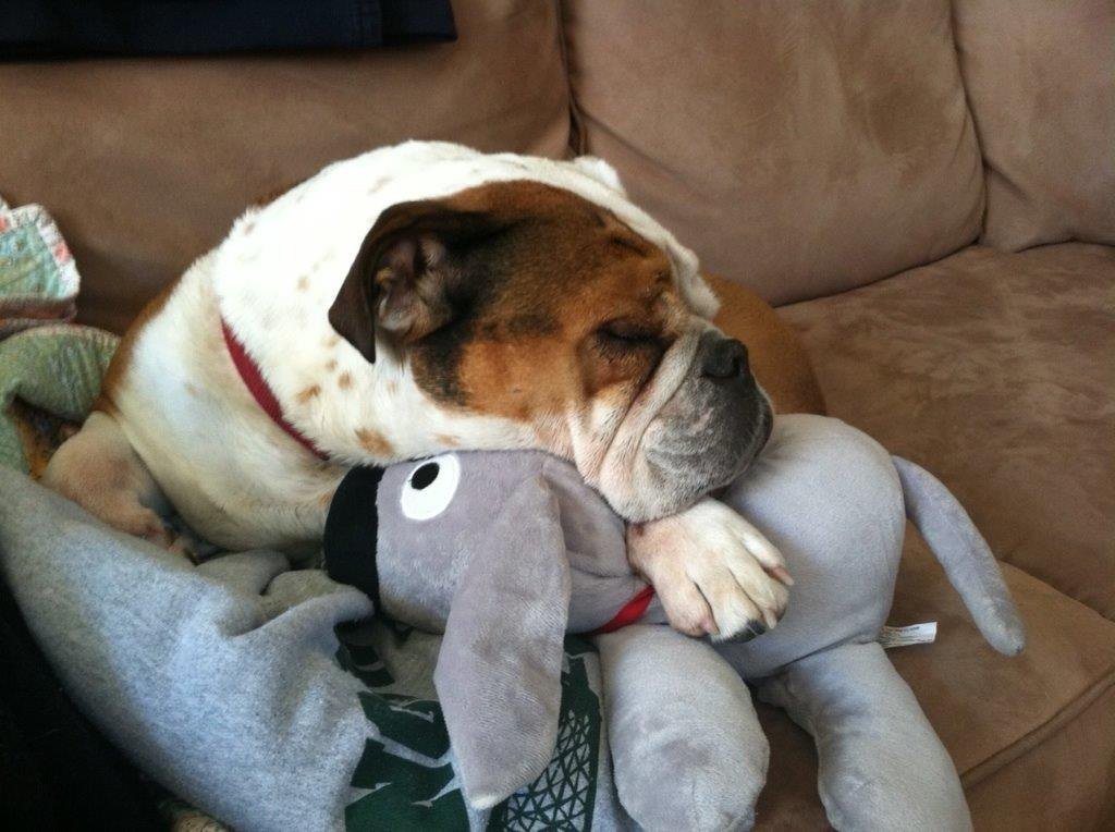 A rescue dog snuggling with Trouble the Dog