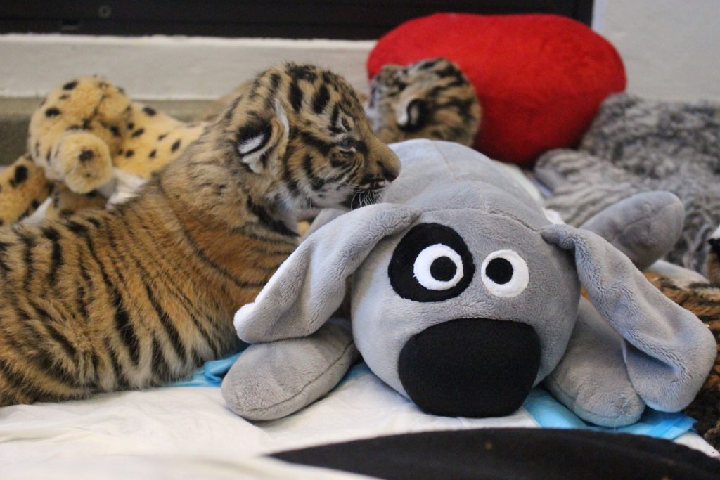 Cincinnati Zoo tiger cub with Trouble the Dog