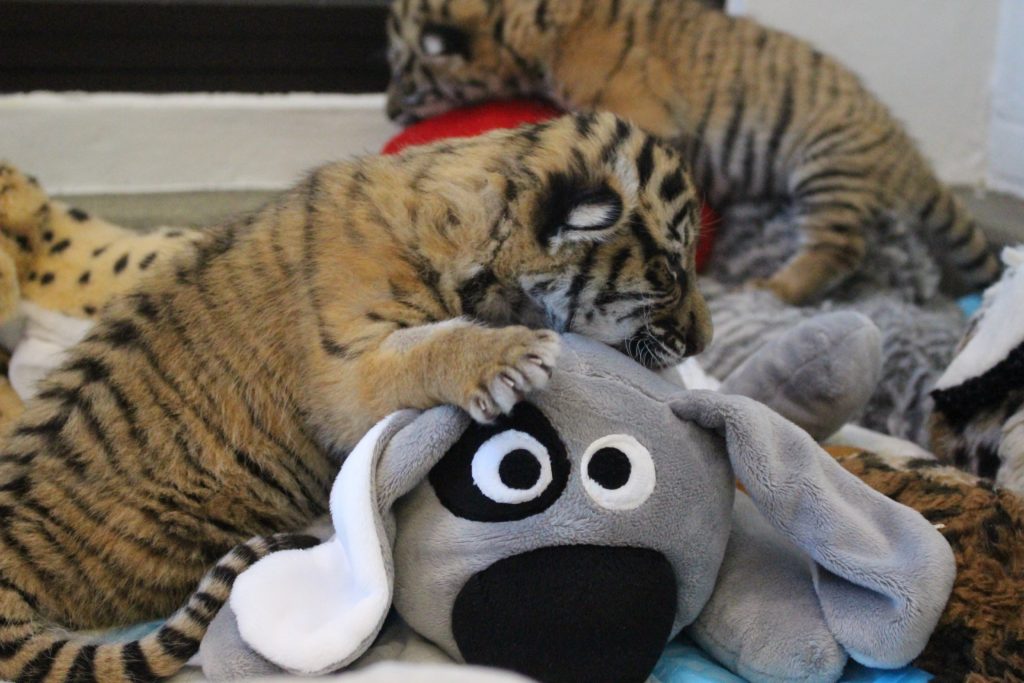 Cincinnati Zoo tiger cub playing with Trouble the Dog