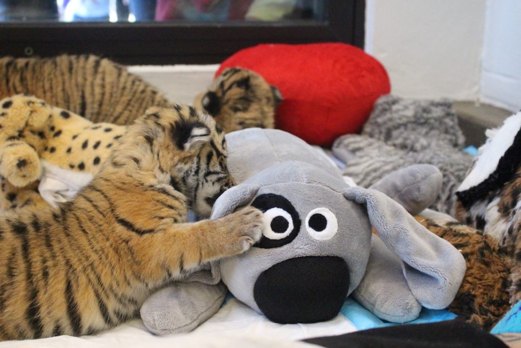 Cincinnati Zoo tiger cubs cuddling Trouble the Dog