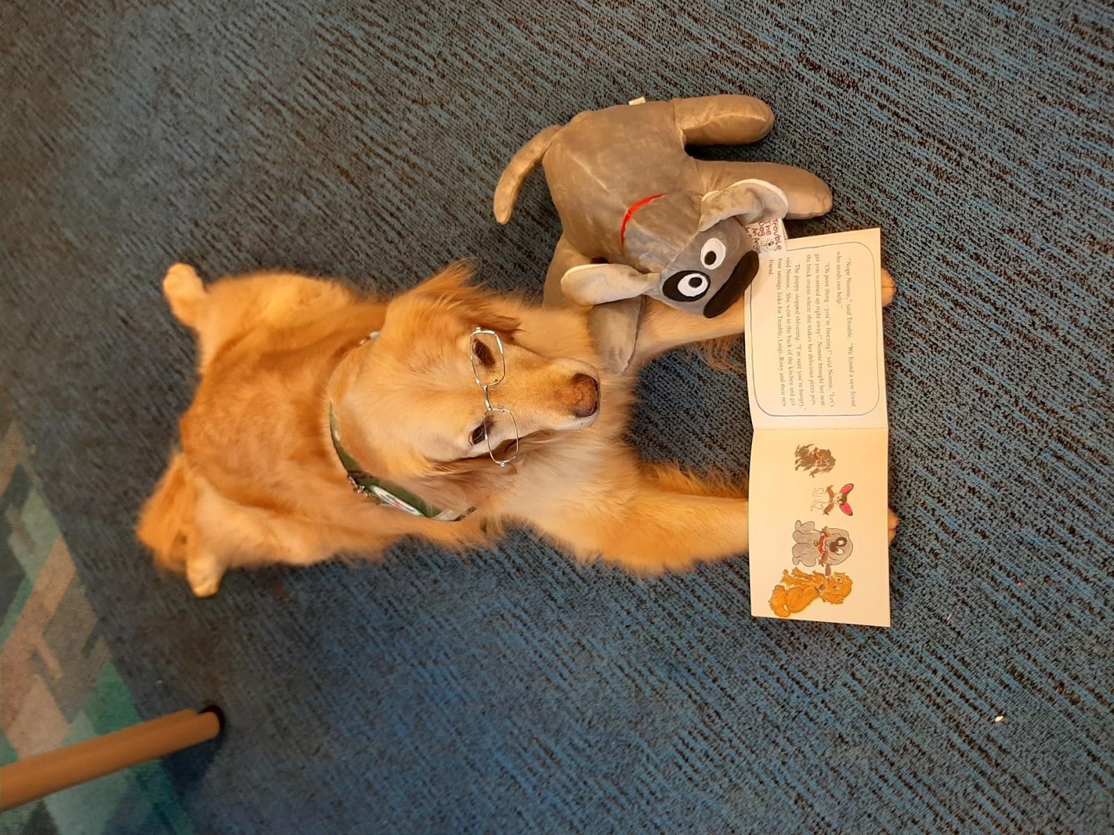 Trouble with therapy dog Izzy